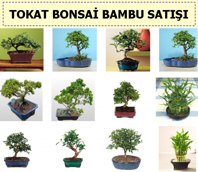 tokat Turhal Mahalleleri Bonsai japon ağacı satışı